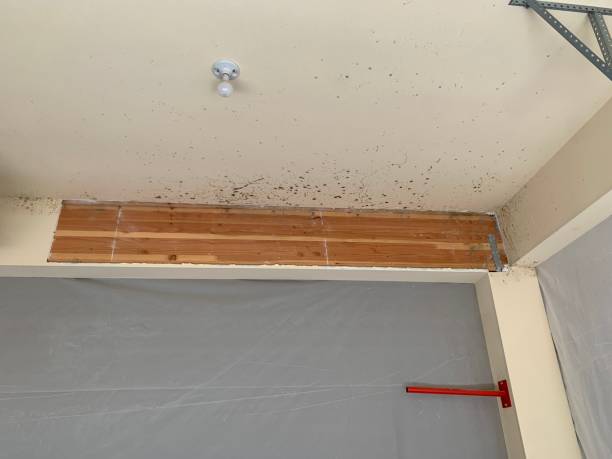 Best Flood Damage  in Olcott, NY