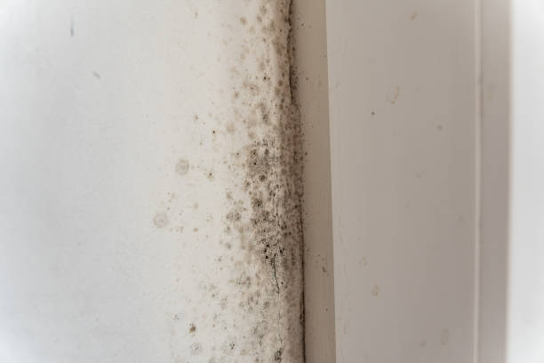 Best Mold-Related Health Consultation  in Olcott, NY